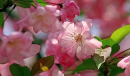 最新爆料小鱼海棠图片